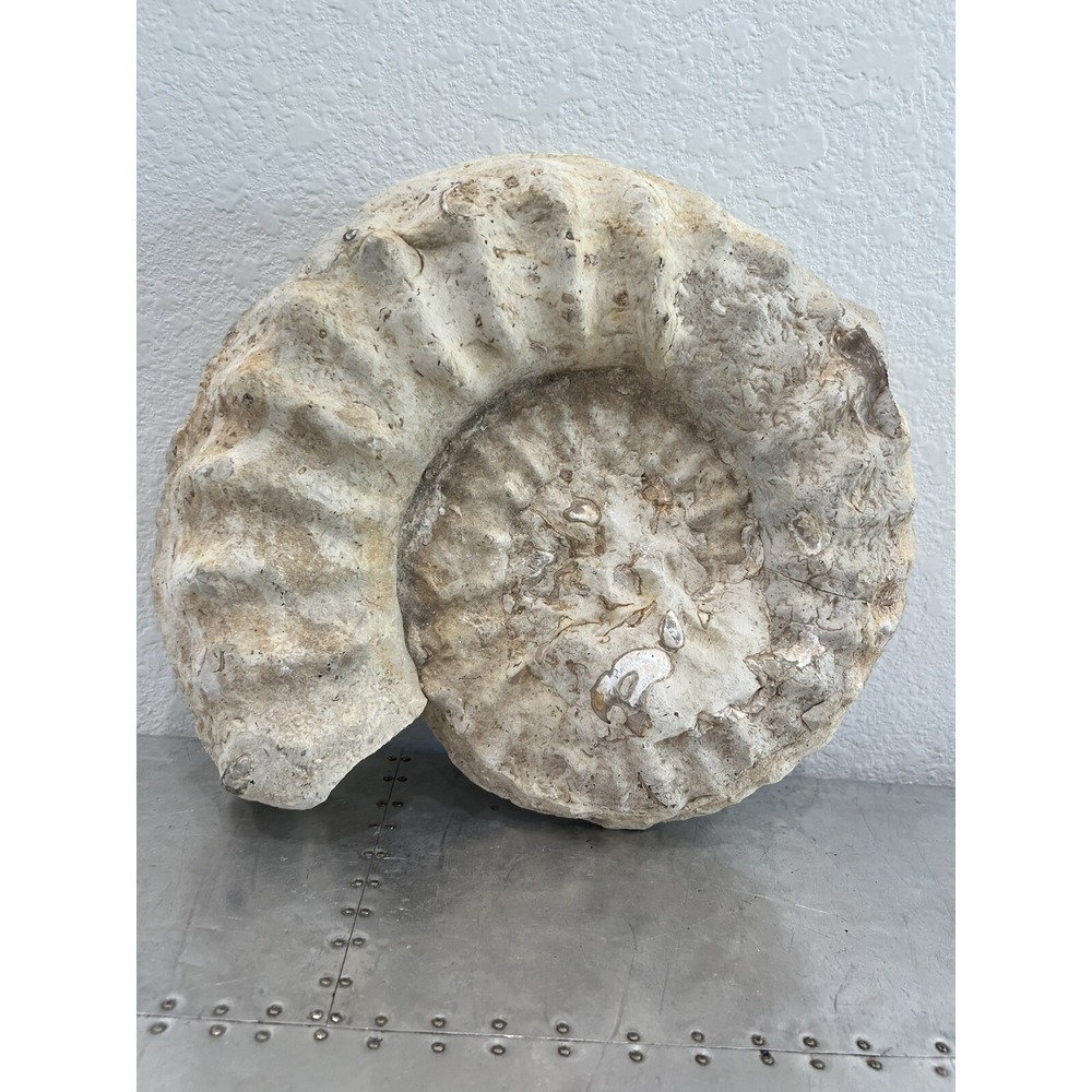 Natural Ammonite Fossil Specimen Shell Healing Madagascar - 20lb